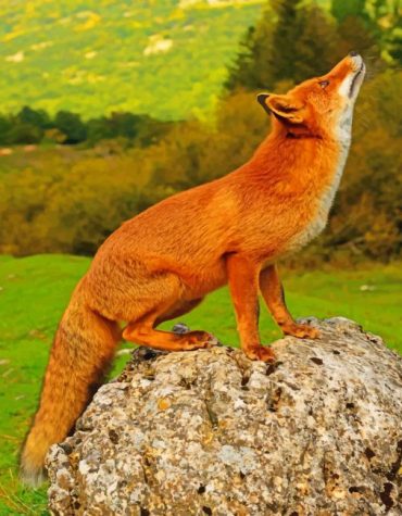 Red Fox Wildlife Paint By Numbers