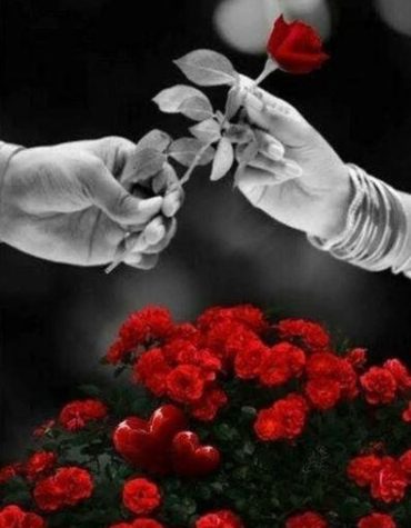 Rose Flowers Paint By Numbers