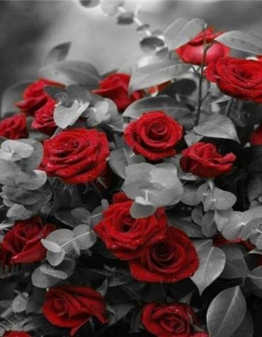 Red Roses with Grey Leaves Paint By Numbers