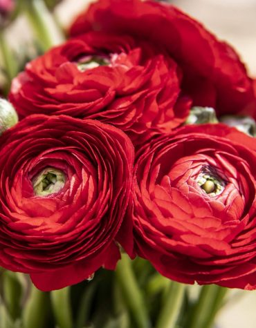 Red Roses Art Paint By Numbers