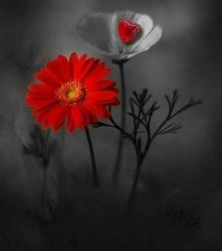 Dark Red and White Rose Paint By Numbers