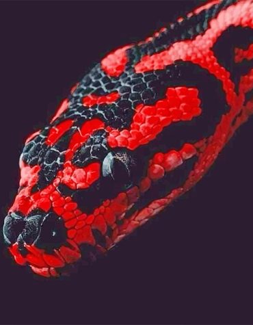 Red and Black Reptile Paint By Numbers