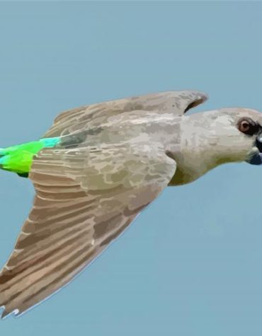 Exotic Red Parrot Paint By Numbers