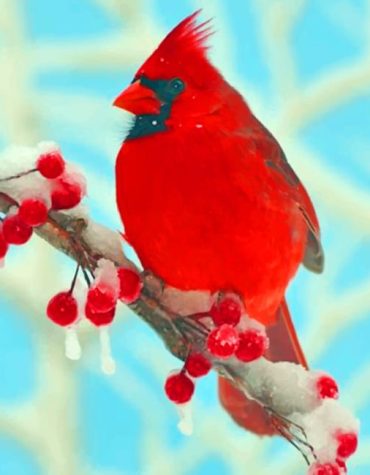 Red Cardinal Bird Paint By Numbers