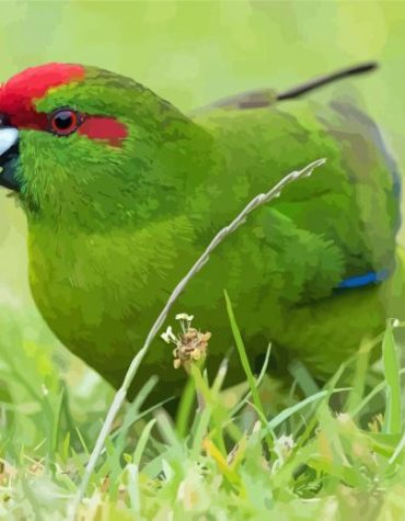 Red Crowned Parakeet Bird Paint By Numbers