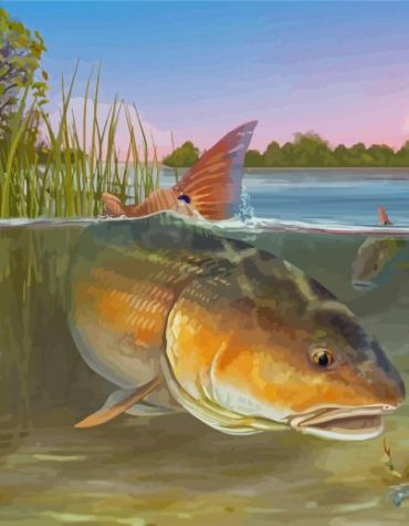 Red Drum Fish Paint By Numbers