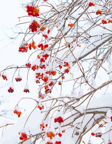 Red Flowers in Snowy Weather Paint By Numbers