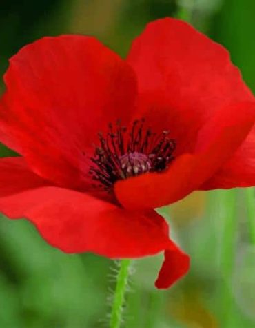 Red Poppy Blooms Paint By Numbers