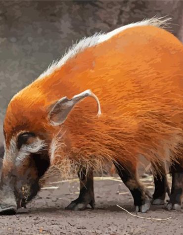 Red River Hog Wildlife Paint By Numbers