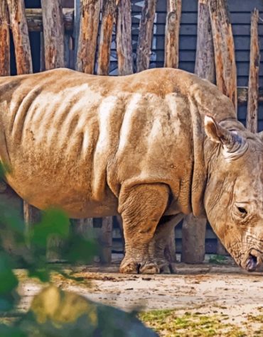 Rhinoceros Safari Adventure Paint By Numbers