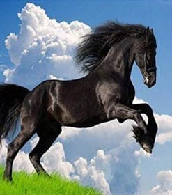 Arabian Black Horses Paint By Numbers