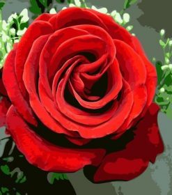 Romantic Red Rose Paint By Numbers