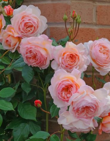 Pink Rose Paint By Numbers