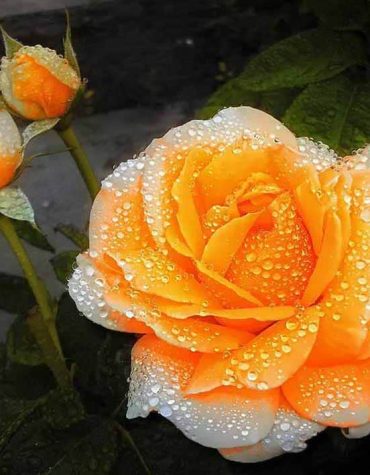 Roses on Orange Paint By Numbers