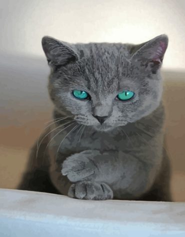 Russian Blue Cat Paint By Numbers