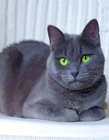 Gray Russian Blue Paint By Numbers
