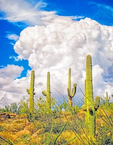 Saguaro Cactus Landscape Paint By Numbers