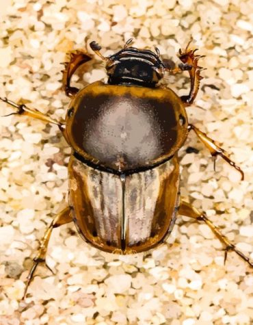 Exotic Scarab Beetle Paint By Numbers