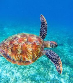 Sea Tortoise Ocean Life Paint By Numbers