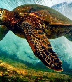 Sea Turtle Ocean Scene Paint By Numbers