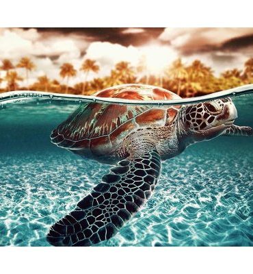 Sea Turtle Art Paint By Numbers