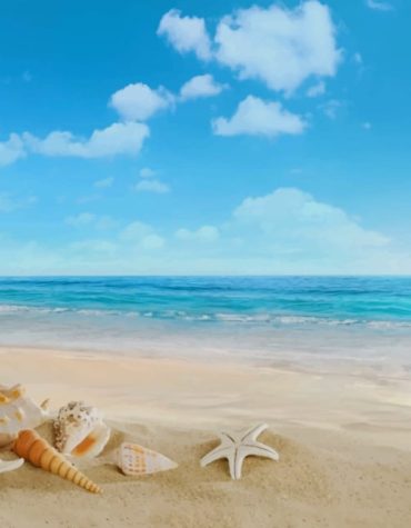 Beachside Seashells Paint By Numbers