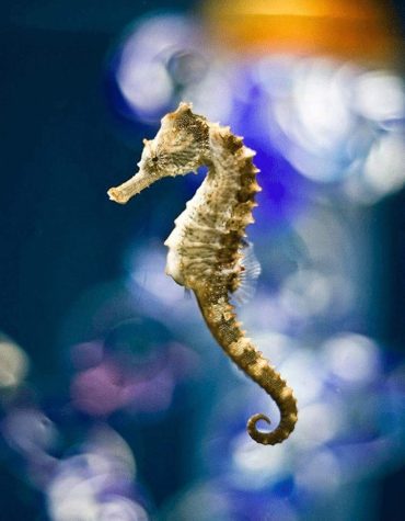 Ocean Seahorses Animal Paint By Numbers