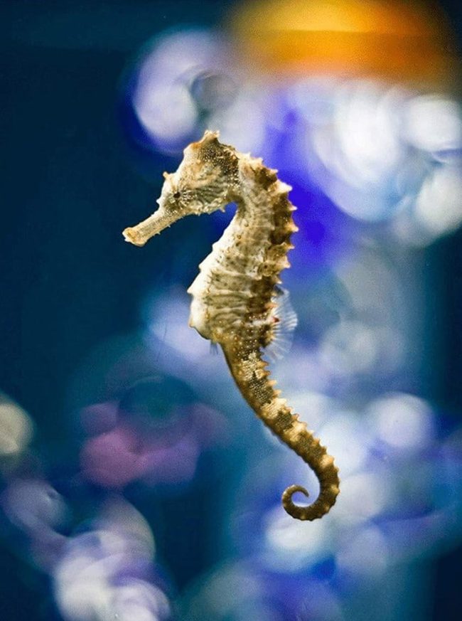 Ocean Seahorses Animal Paint By Numbers