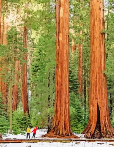Sequoia National Forest Trees Paint By Numbers