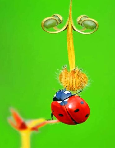 Vibrant Ladybug Paint By Numbers