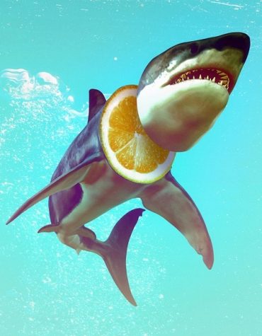 Shark Painting Paint By Numbers