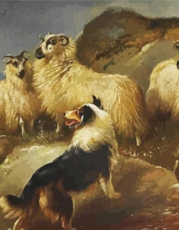 Sheep Dog Duo Paint By Numbers