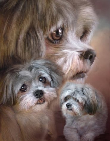 Shih Tzu Dog Painting Paint By Numbers