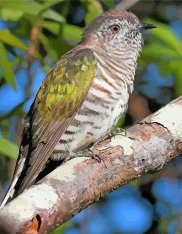 Shining Bronze Cuckoo Wildlife Paint By Numbers