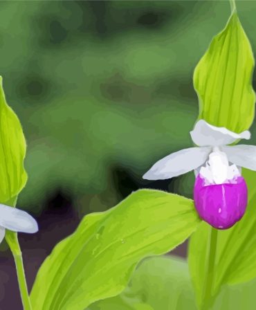 Showy Lady's Slippers Flower Paint By Numbers