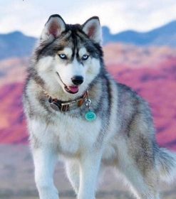 Siberian Husky Dog Paint By Numbers