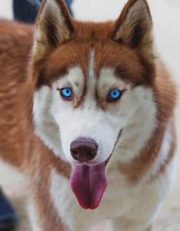 Siberian Husky Puppy Paint By Numbers
