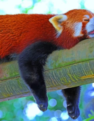 Red Panda Cuddles Paint By Numbers