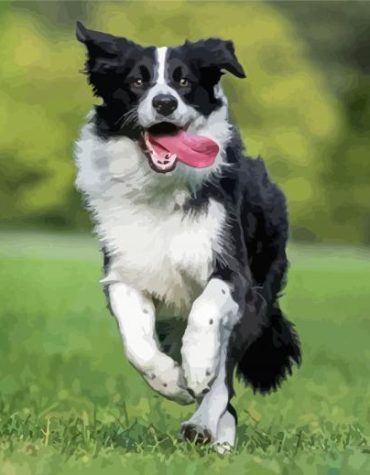 Smooth Collie Puppies Paint By Numbers