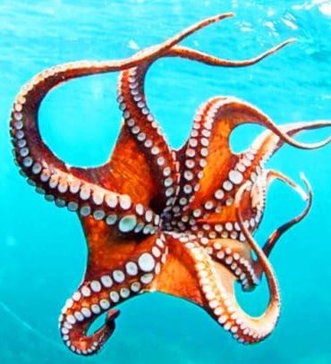 Smoothskin Sea Life Paint By Numbers