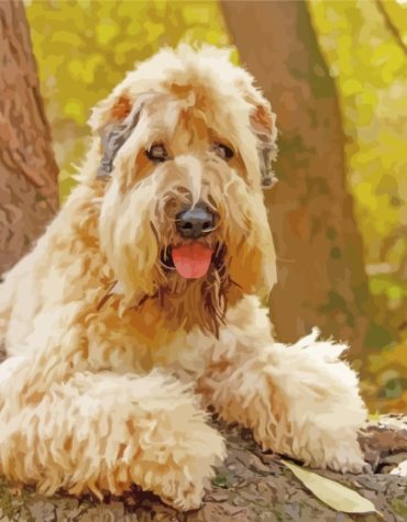 Soft Coated Wheaten Terrier Pet Paint By Numbers