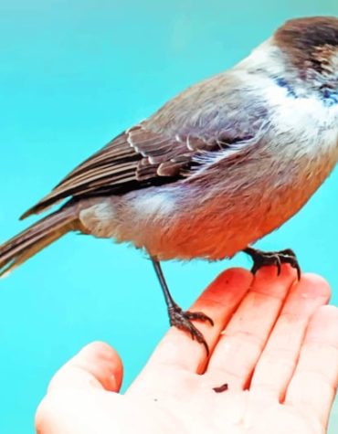 Sparrow Wildlife Scene Paint By Numbers