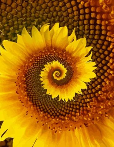 Sunflower Spiral Patterns Paint By Numbers