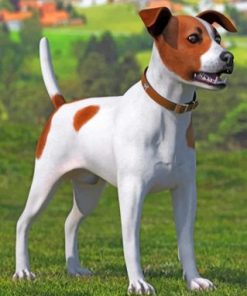 Jack Russell Puppy Paint By Numbers
