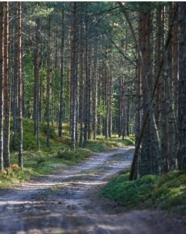 Spruce Fir Landscape Paint By Numbers