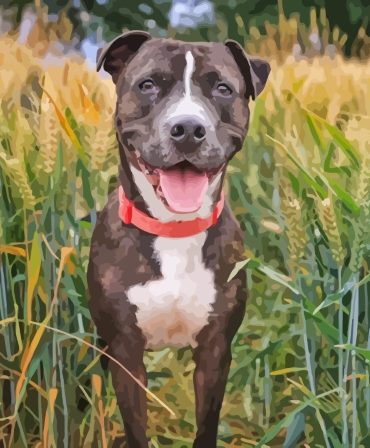 Adorable Staffordshire Bull Terrier Paint By Numbers