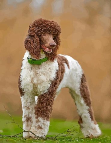 Standard Poodle Puppy Paint By Numbers