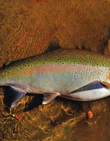 Steelhead Serenity Paint By Numbers