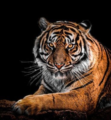 Majestic Bengal Tiger Paint By Numbers