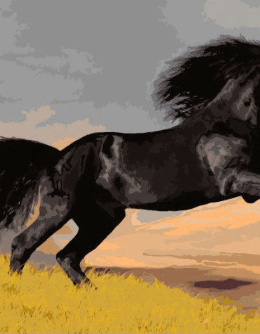 Black Stallion Paint By Numbers